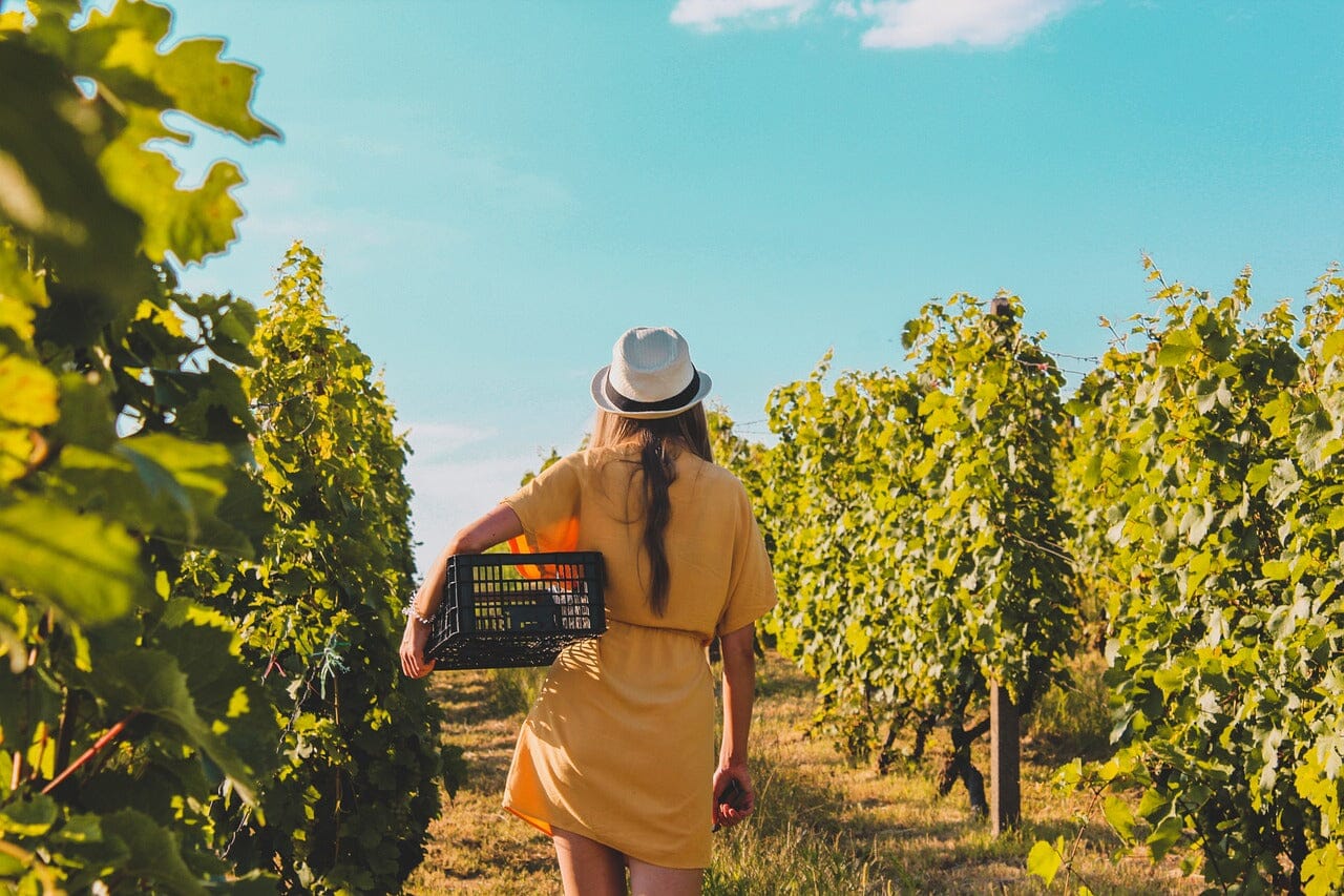 Discover Hidden Gems on Your Okanagan Wine Adventure